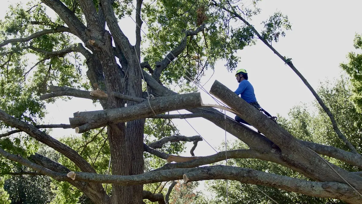 Professional Crown Thinning performed by certified arborists in Junction